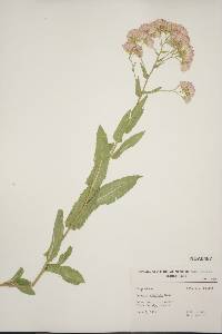 Acourtia wrightii image