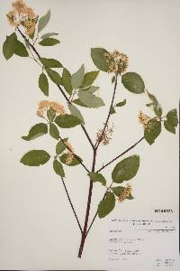 Cornus sericea subsp. sericea image