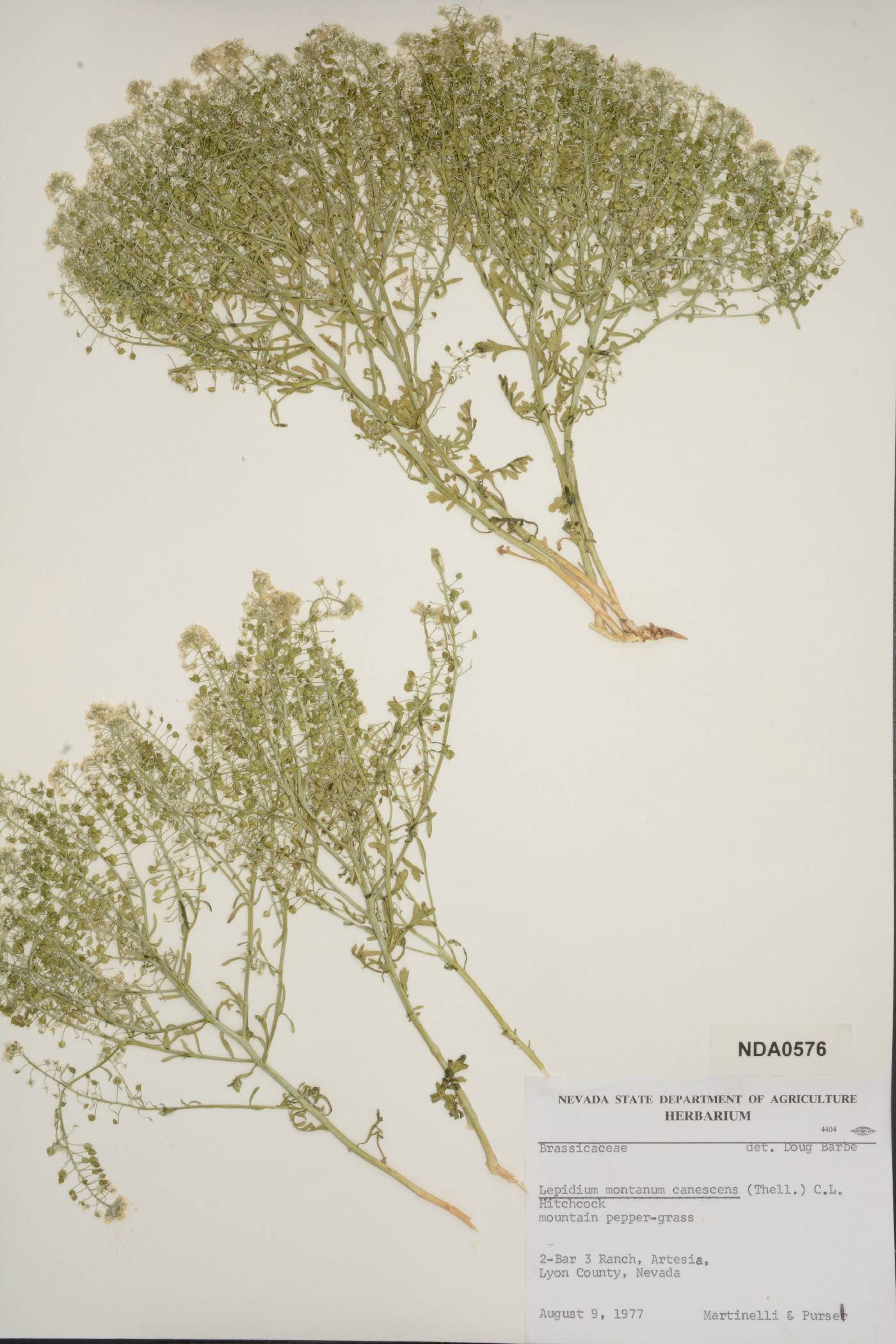 Lepidium montanum var. canescens image