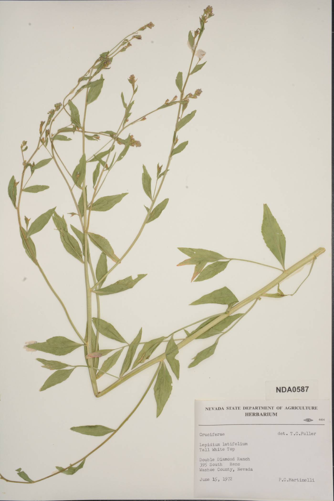Lepidium latifolium image