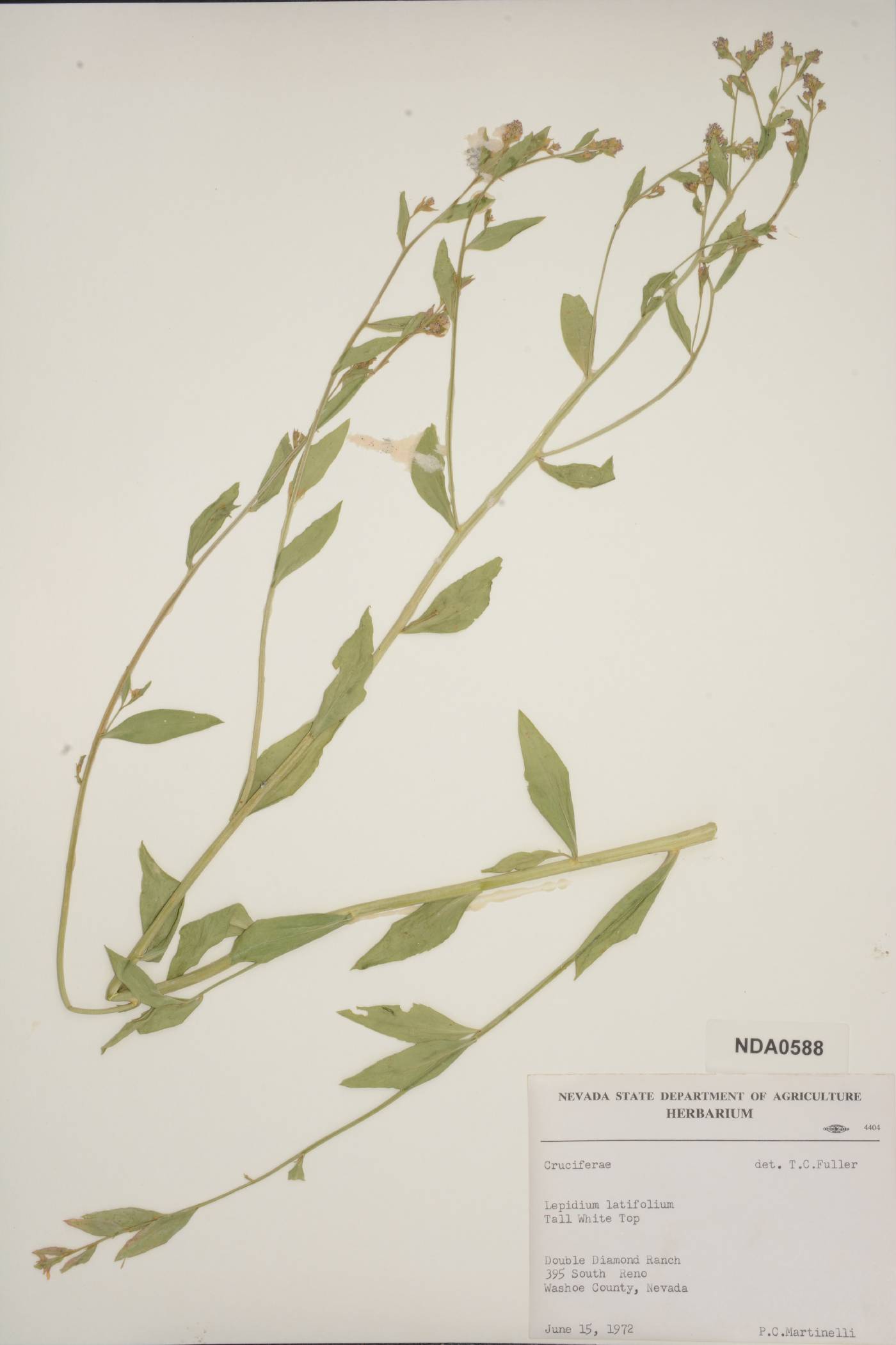 Lepidium latifolium image