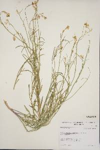 Sisymbrium linifolium image