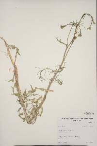 Sisymbrium altissimum image