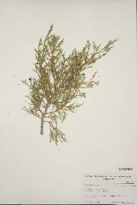 Juniperus scopulorum image