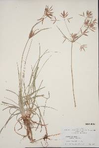 Cyperus rotundus image