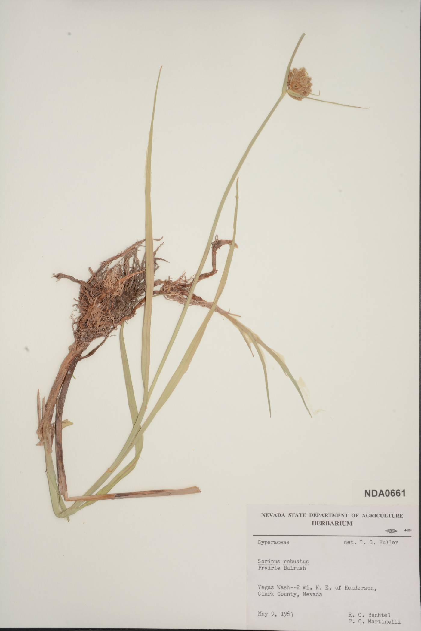 Bolboschoenus robustus image