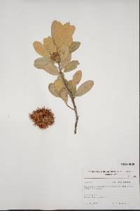 Castanopsis chrysophylla image