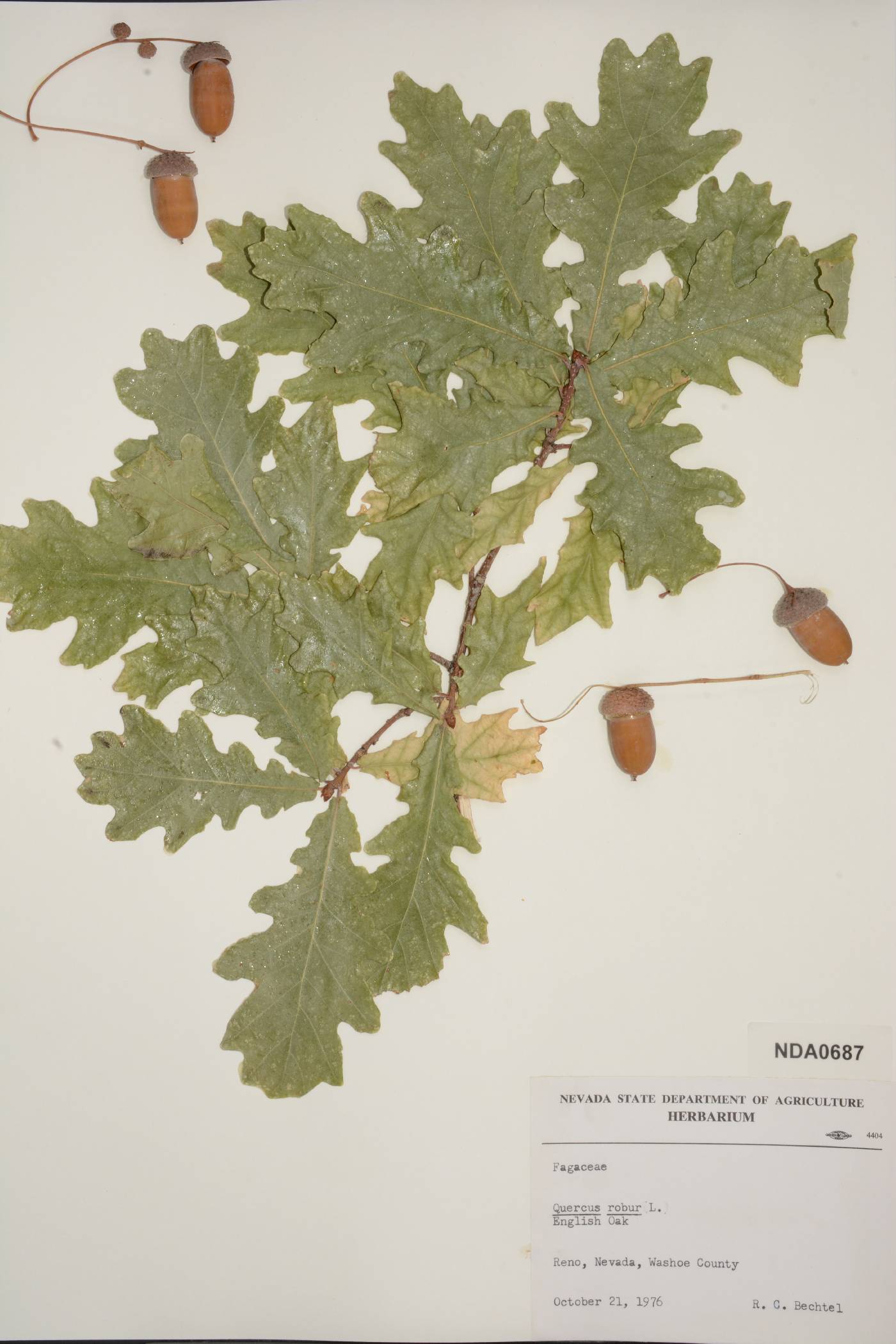 Quercus robur image