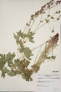 Geranium viscosissimum image