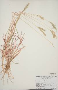 Bothriochloa saccharoides image