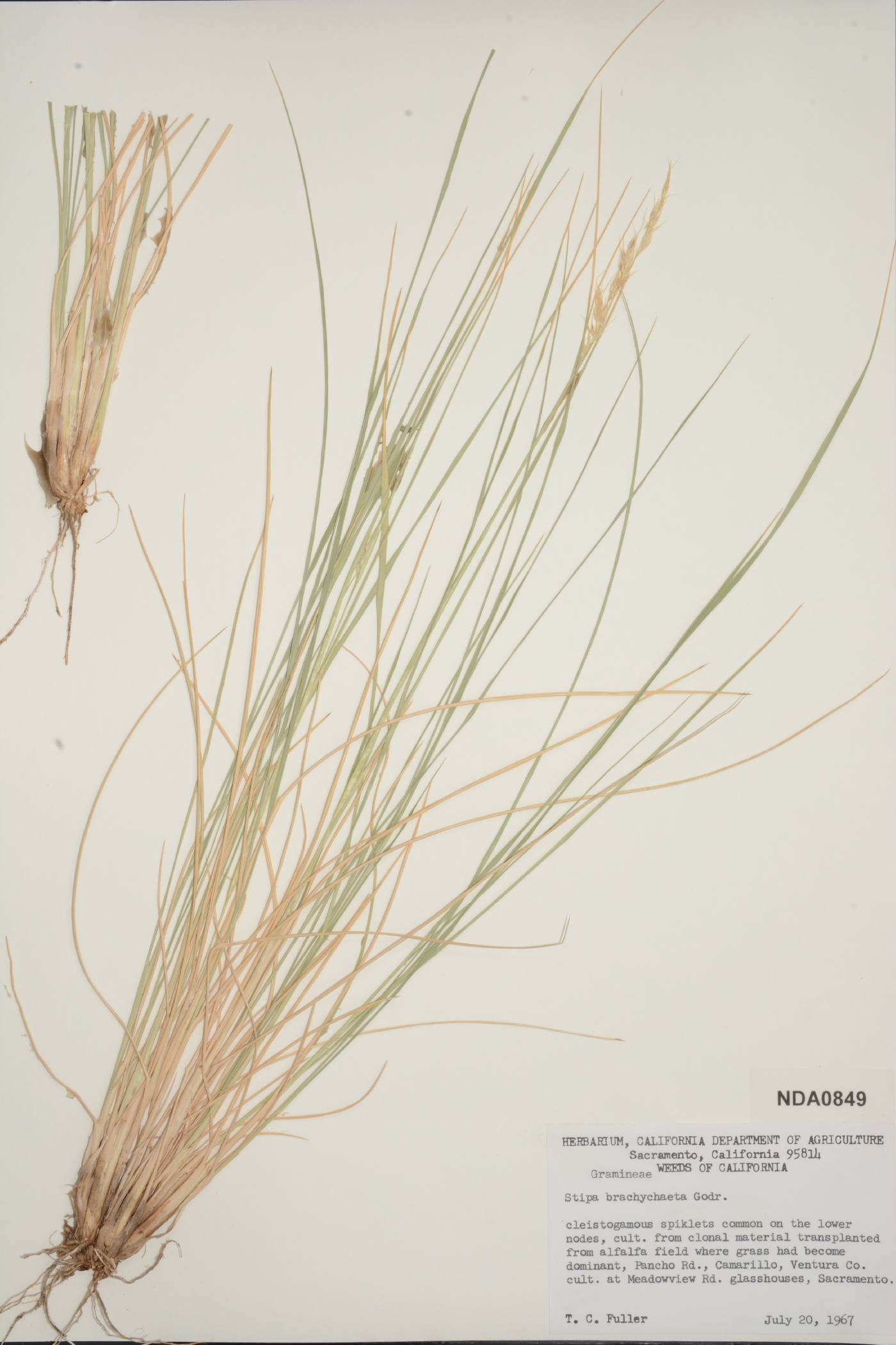 Stipa brachychaeta image