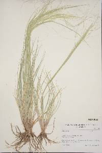 Hesperostipa comata subsp. comata image