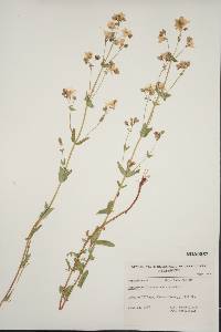 Hypericum formosum image