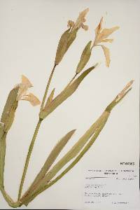 Iris pseudacorus image