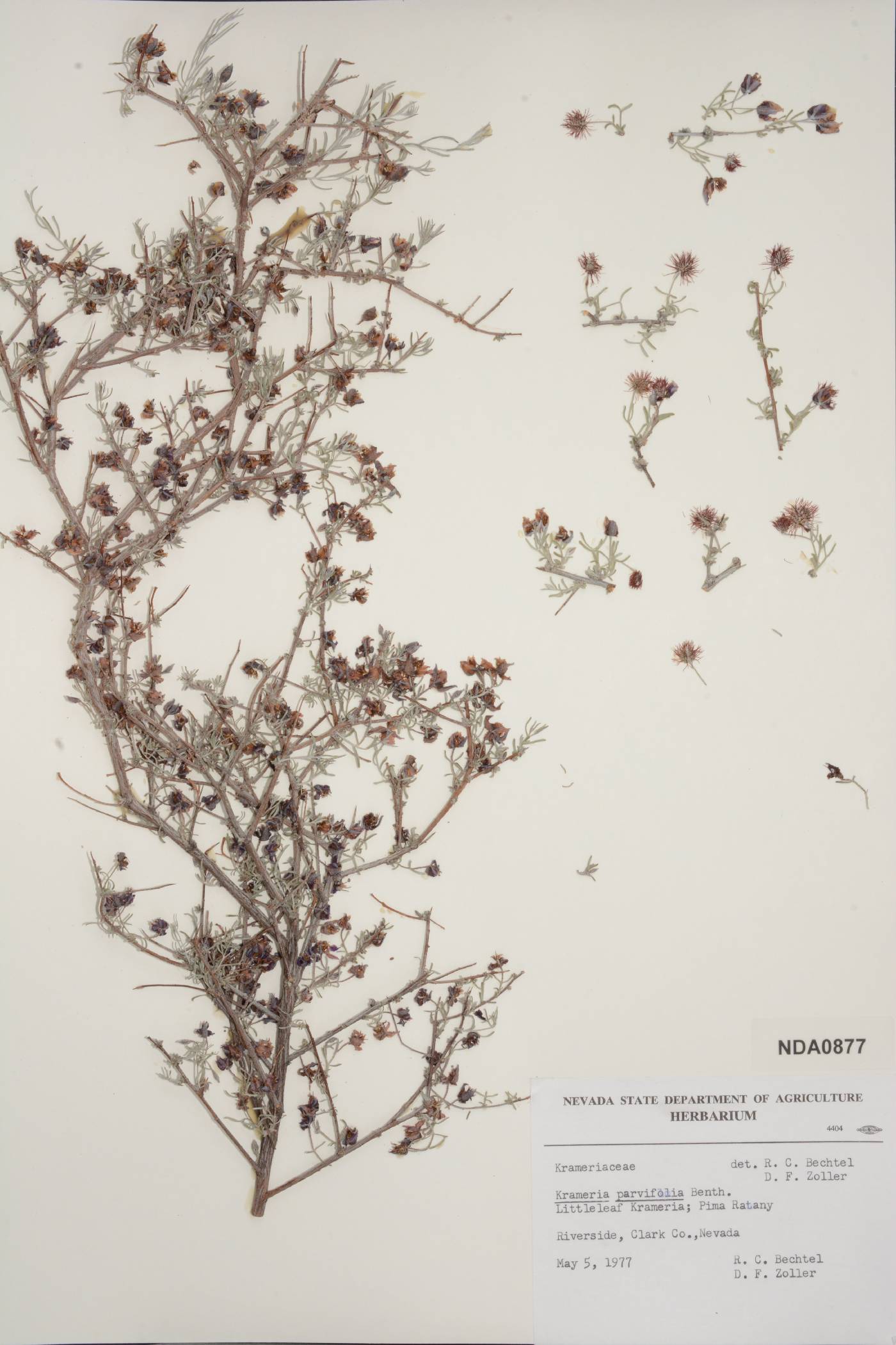 Krameria parviflora image