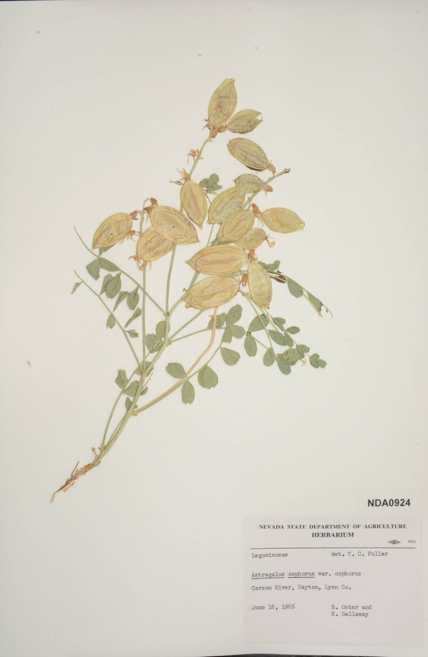 Astragalus oophorus image