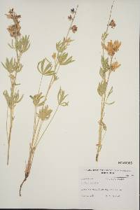 Lupinus caudatus image