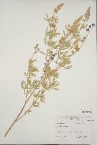 Lupinus caudatus image