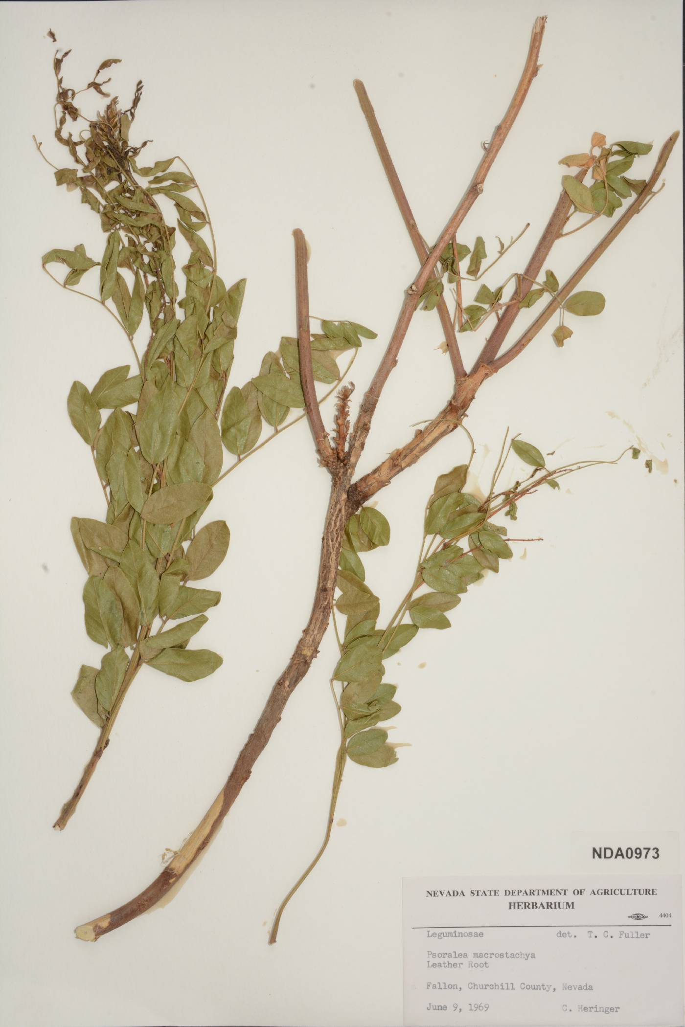 Psoralea macrostachya image