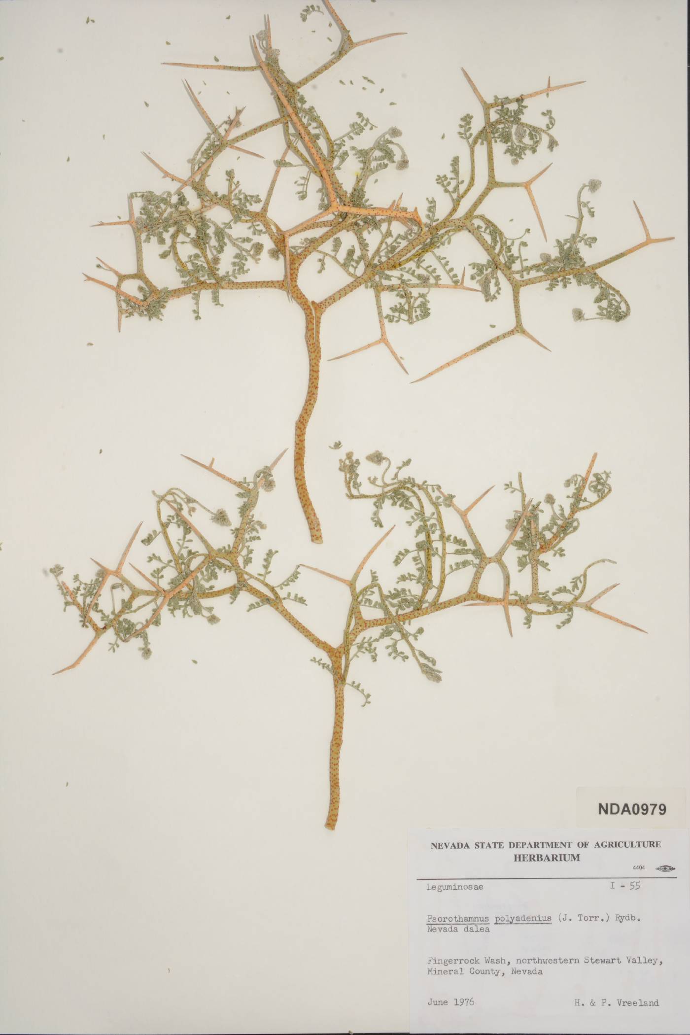 Psorothamnus polyadenius image