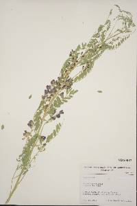 Sphaerophysa salsula image