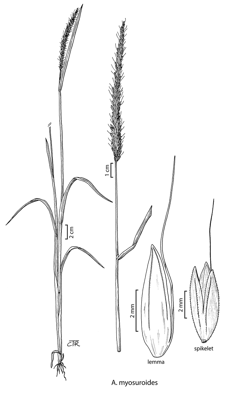 Alopecurus myosuroides image