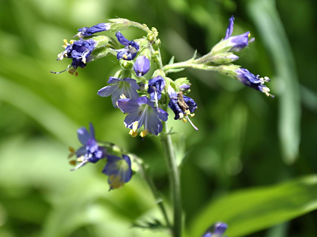 Polemonium occidentale image