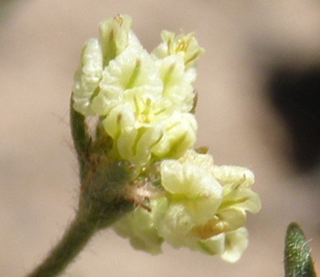 Eriogonum pharnaceoides var. cervinum image