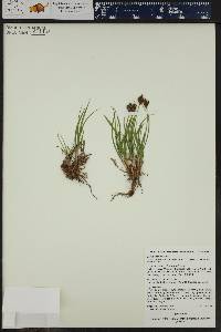 Carex ebenea image