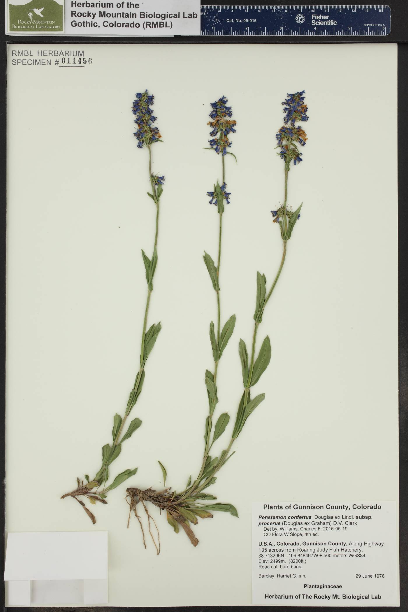 Penstemon confertus subsp. procerus image