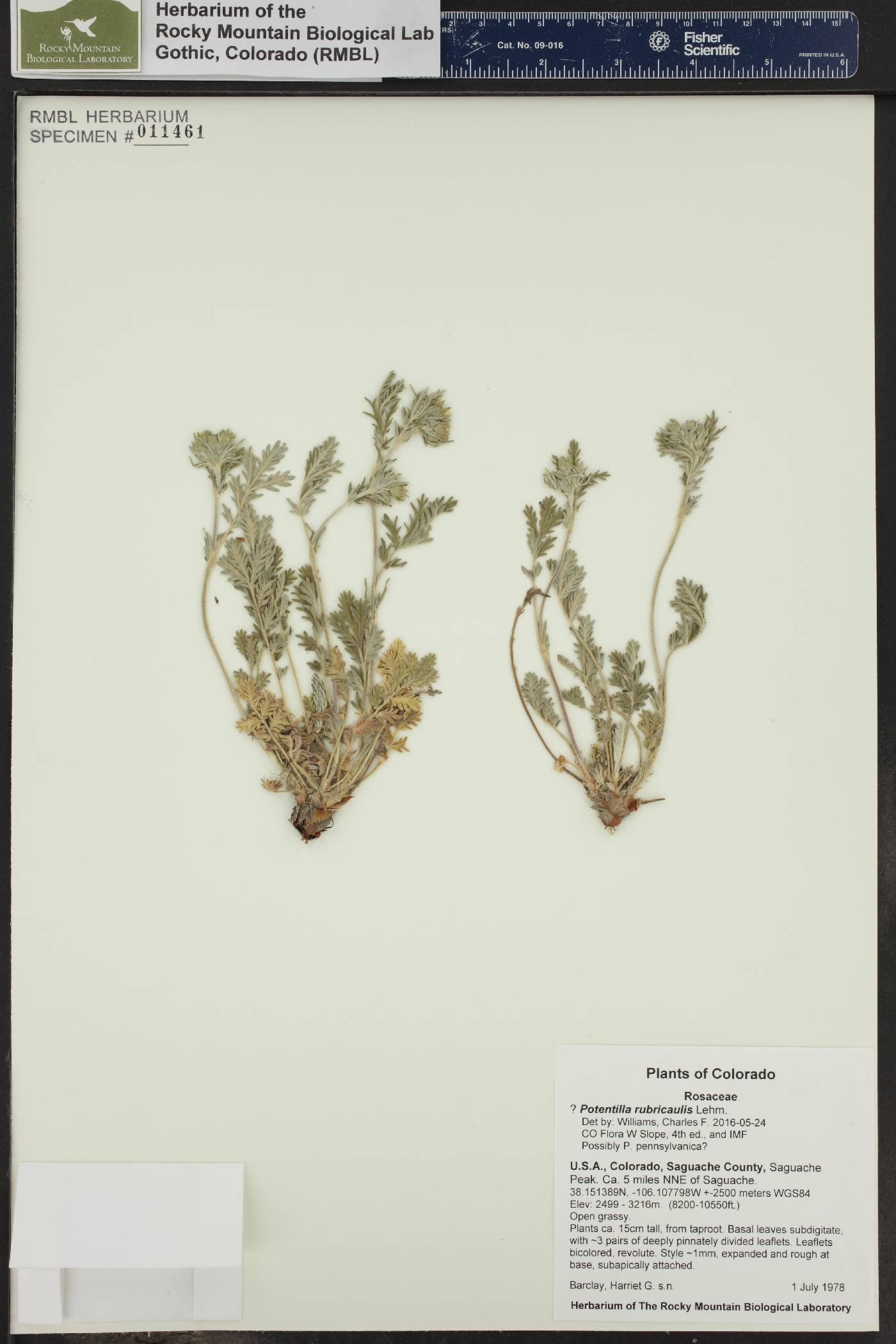 Potentilla rubricaulis image