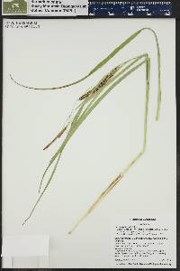 Carex rostrata image