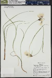 Eriophorum angustifolium image