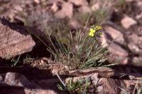 Erysimum capitatum var. purshii image