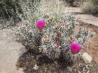 Echinocereus engelmannii image