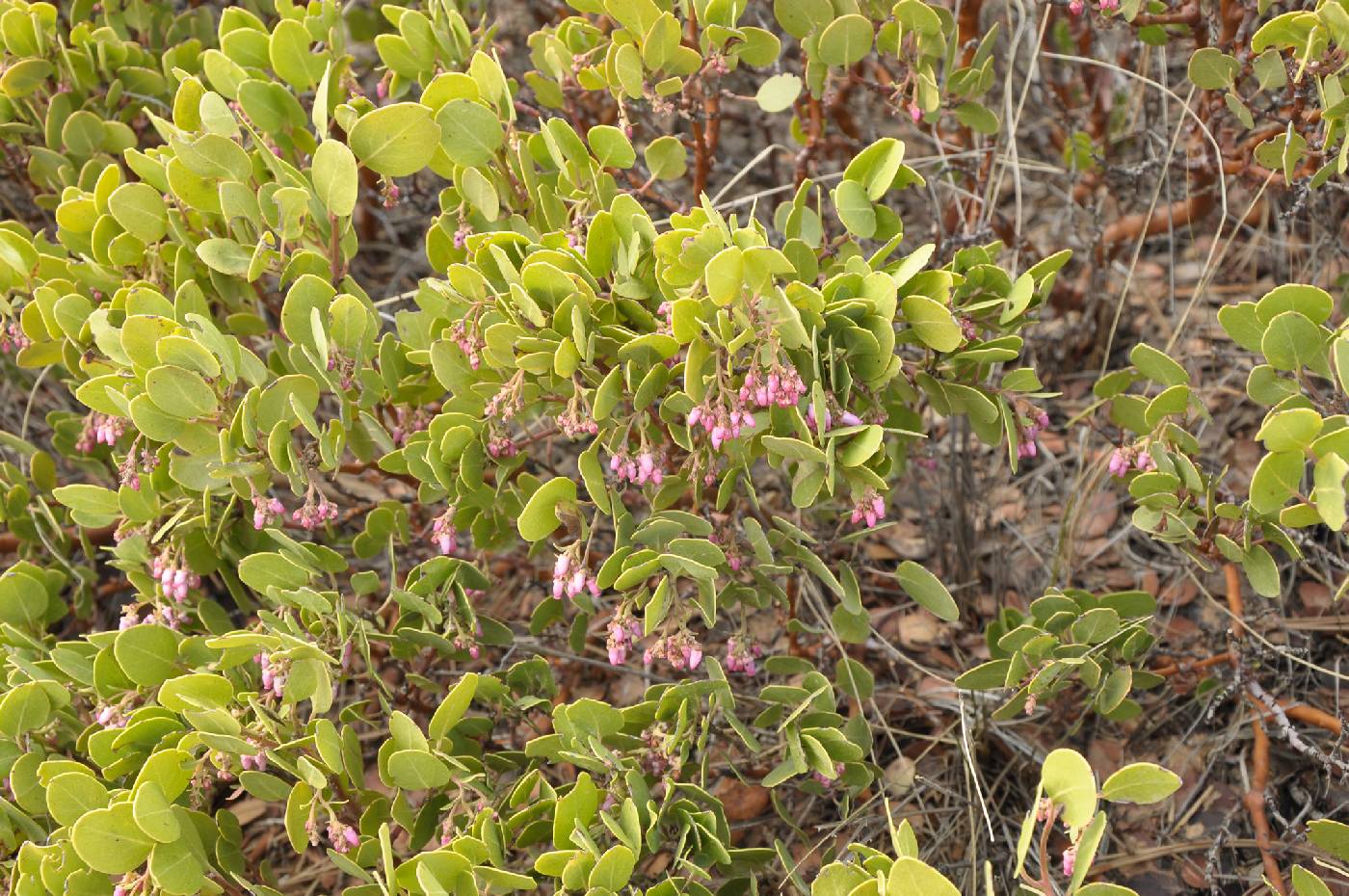 Arctostaphylos image