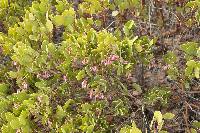 Image of Arctostaphylos patula