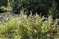 Symphyotrichum eatonii image