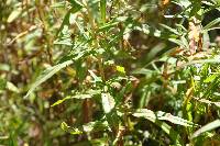 Symphyotrichum eatonii image