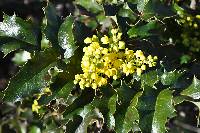 Image of Mahonia aquifolium