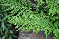 Athyrium asplenioides var. californicum image