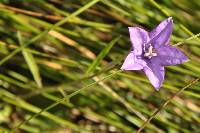 Campanula parryi image