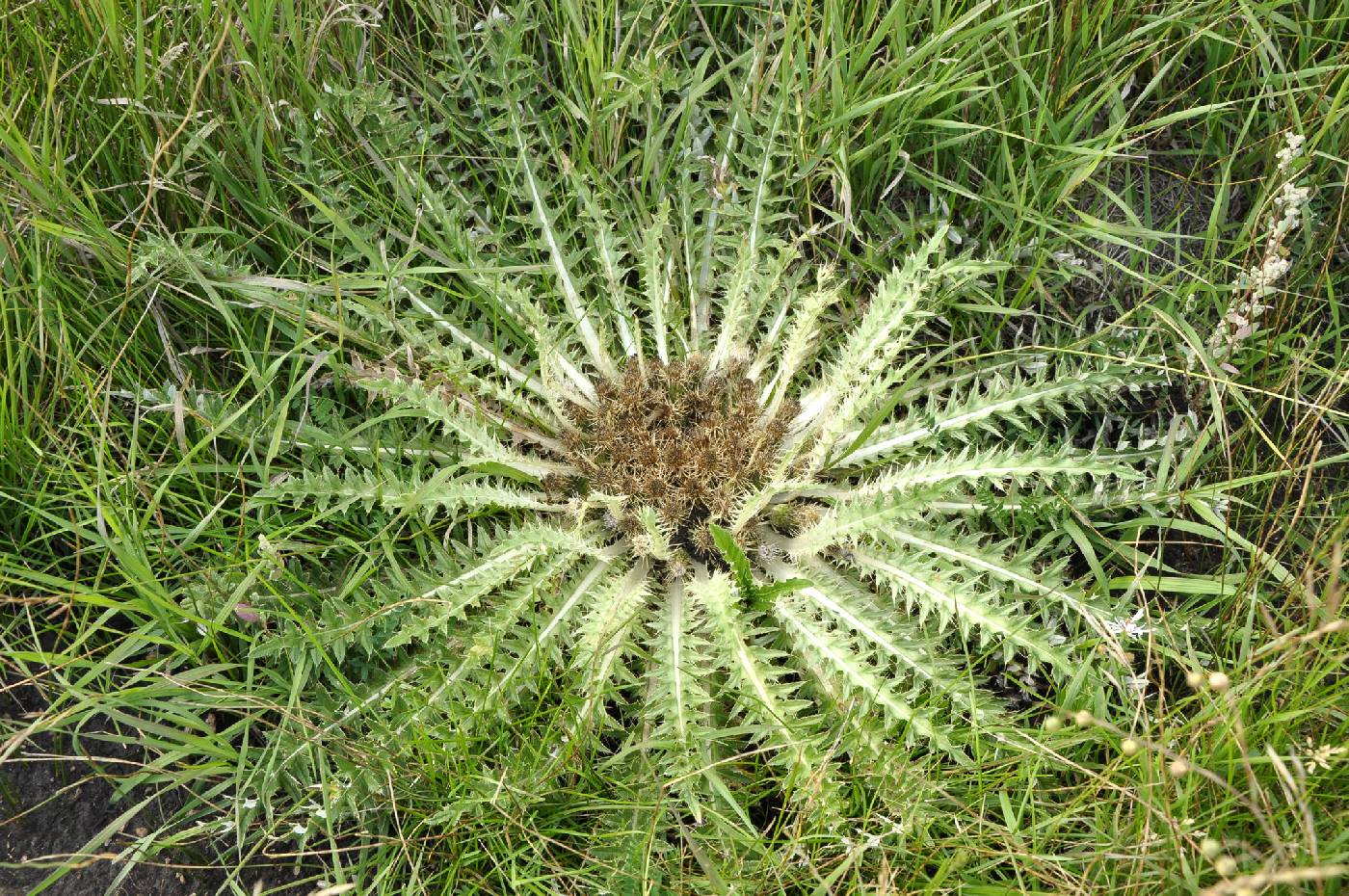 Cirsium tioganum var. tioganum image