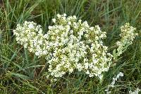 Lepidium alyssoides image