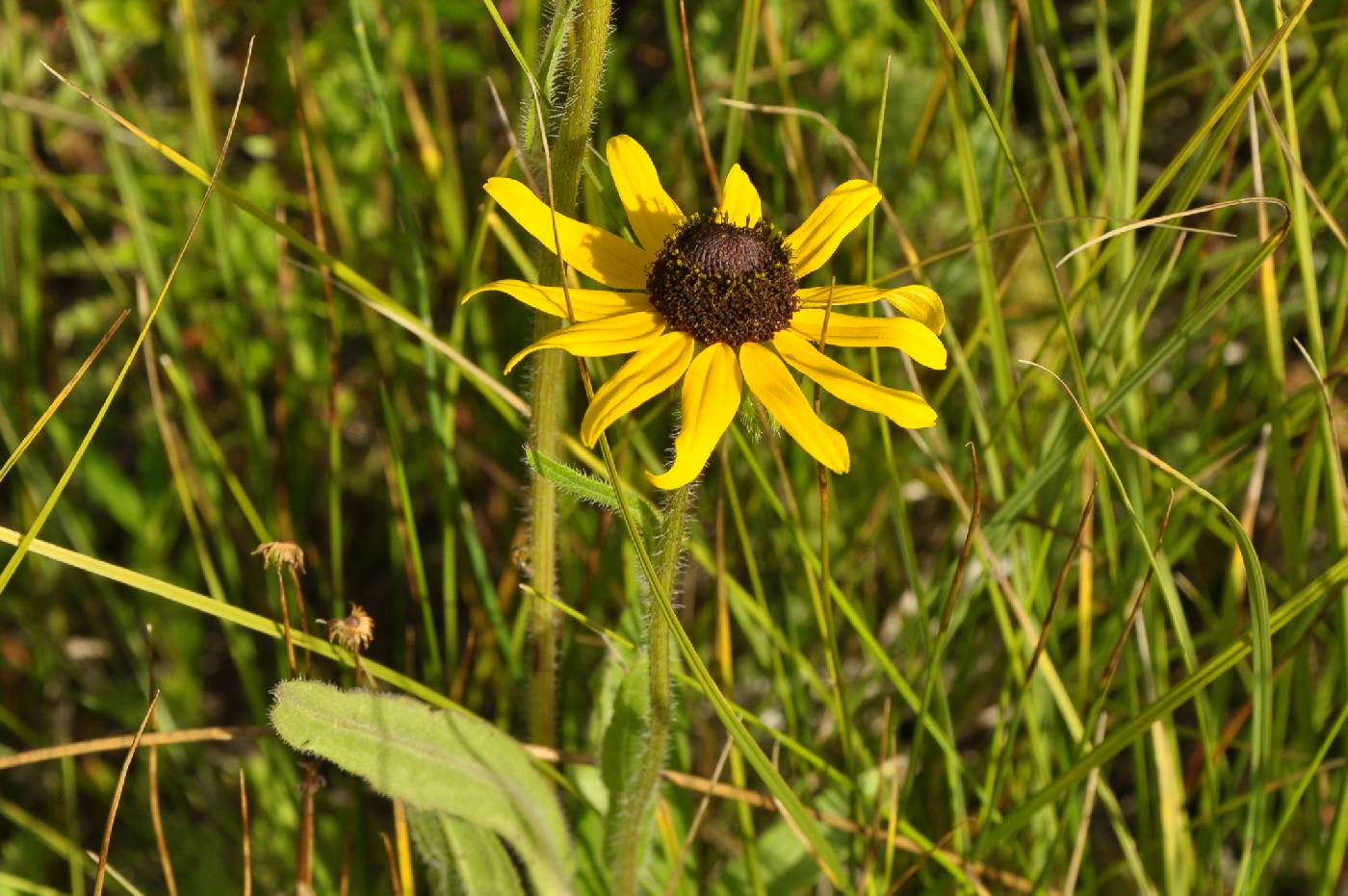 Rudbeckia hirta var. pulcherrima image