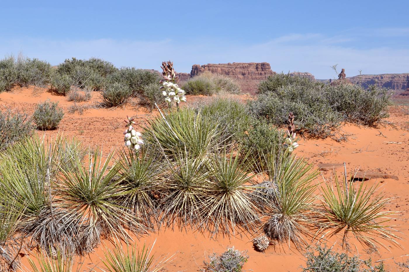 Yucca baileyi var. baileyi image