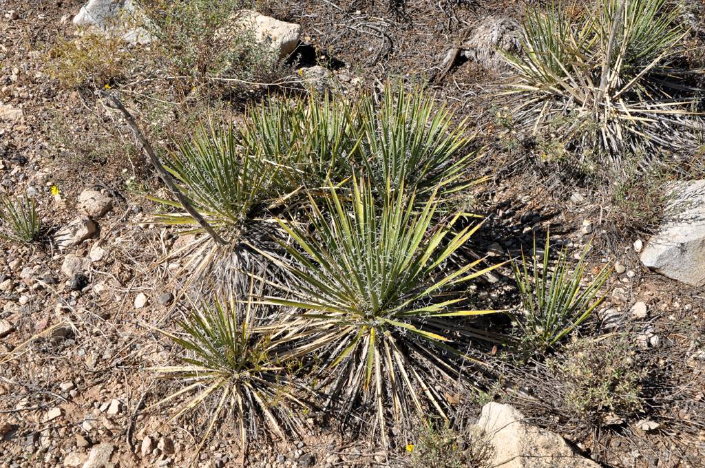 Yucca harrimaniae var. harrimaniae image