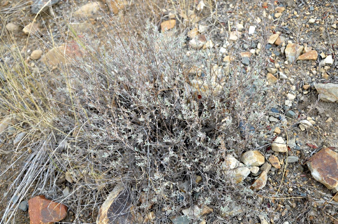Artemisia arbuscula image
