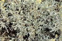 Artemisia tripartita subsp. rupicola image