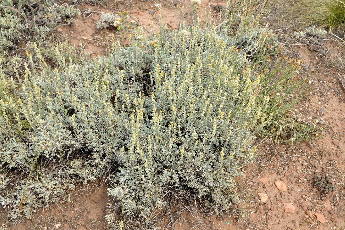 Artemisia tripartita subsp. rupicola image